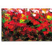 Platený obraz Autronic 70x140cm DOR041 Platený obraz Autronic 70x140cm DOR041