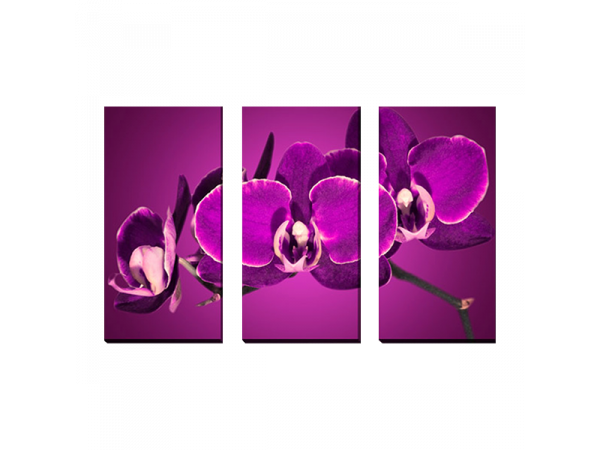 3-dielny obraz na plátne 3x30x70cm Kvet fialový