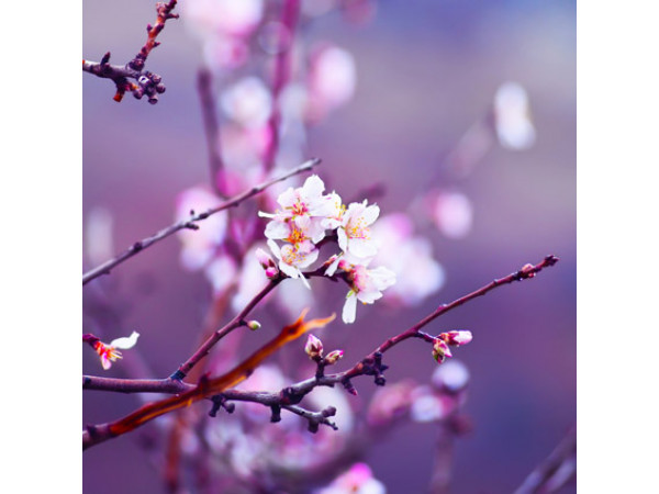 Obraz na plátne 30x30cm JAPONSKÁ ČEREŠŇA SAKURA 2 Obraz na plátne 30x30cm JAPONSKÁ ČEREŠŇA SAKURA 2