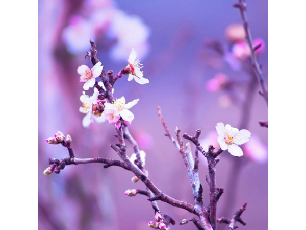 Obraz na plátne 30x30cm JAPONSKÁ ČEREŠŇA SAKURA Obraz na plátne 30x30cm JAPONSKÁ ČEREŠŇA SAKURA