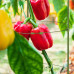 Podpera na rajčiny 5 ks, RD42617, 90cm Podpera na rajčiny 5 ks, RD42617, 90cm