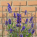 Podpera pre rastliny, RD50720 Podpera pre rastliny, RD50720