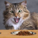 Dvojitá miska na kŕmenie pre mačky a malé psy, RD28860  