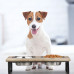 Stojan na misky pre psy z Mangového dreva, RD37381 Stojan na misky pre psy z Mangového dreva, RD37381