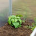 Transparentný mini skleník, RD22823 Transparentný mini skleník, RD22823